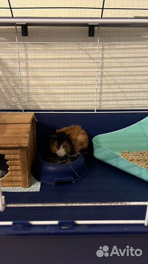 Морская свинка с клеткой