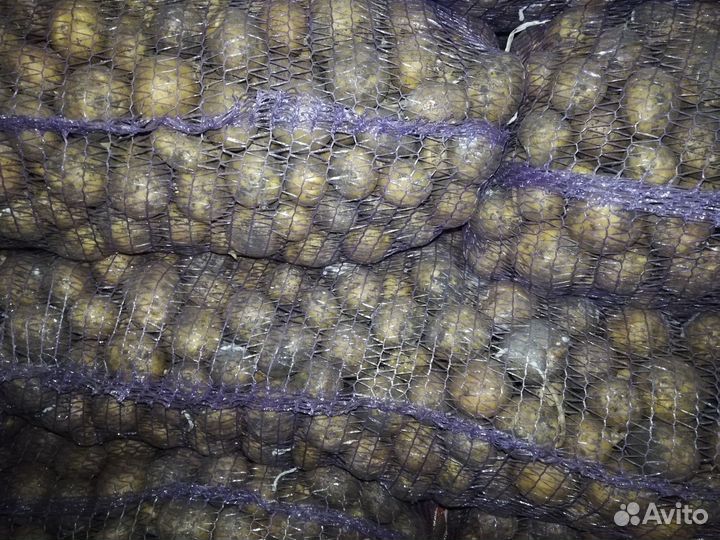Продам картофель