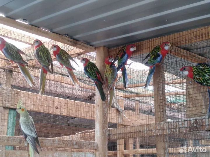 Попугай Розелла