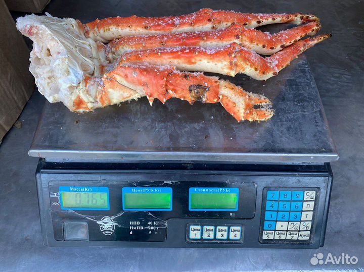 Камчатский краб фаланга очень крупный