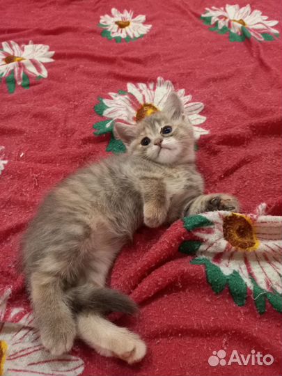Отдам котят полукровок