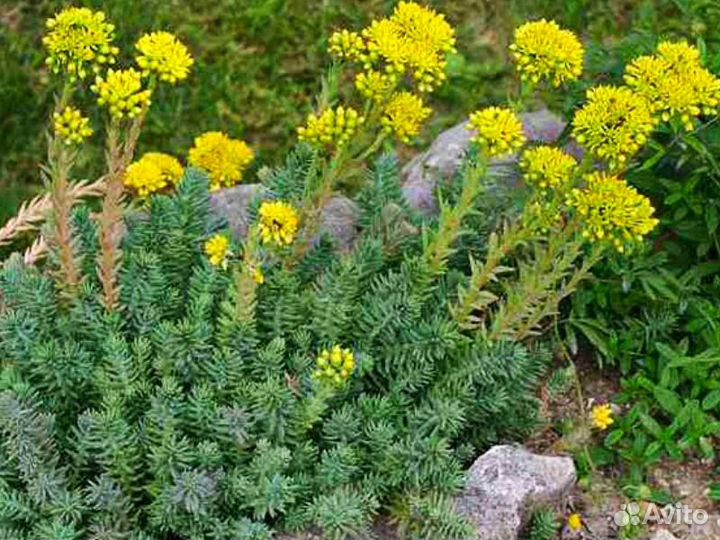 Очитки седумы разные (отправлю)