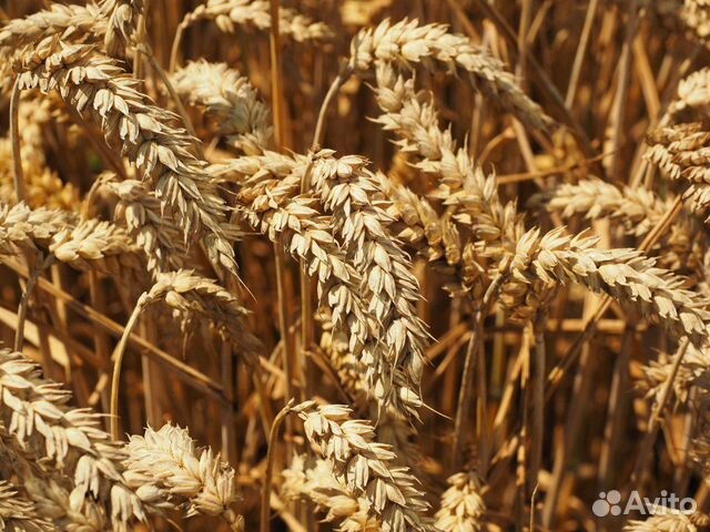 Зерно ячмень, урожай 2023 года