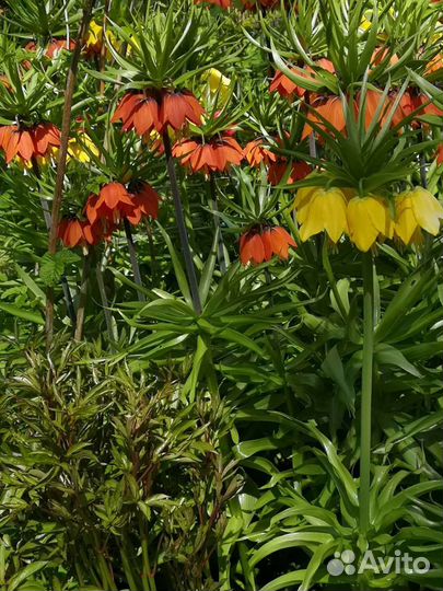 Рябчик императорский жёлтый и оранжево- красный