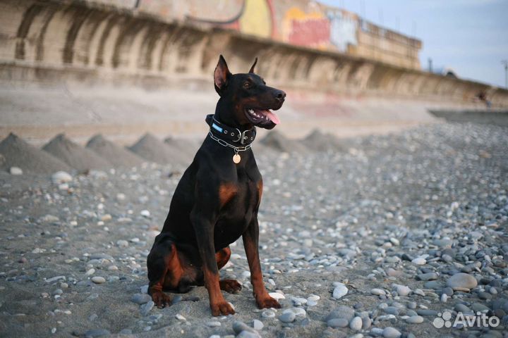 Ошейники для собак Baddi (35-45 см)