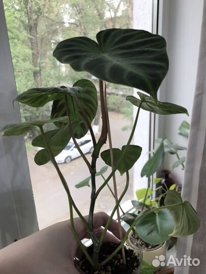 Комнатные цветы