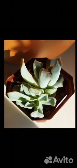 Эхеверия триллер перл