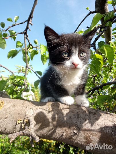 Котенок в добрые руки бесплатно