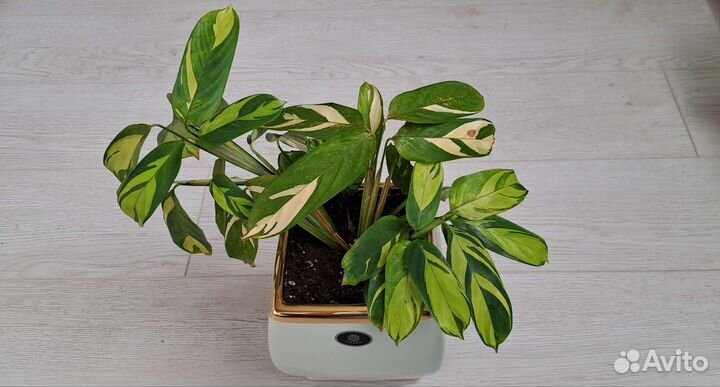 Ктенанта Лубберса