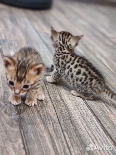 Бенгальская