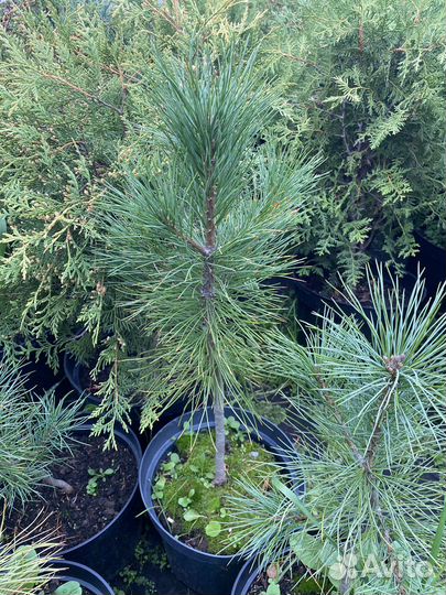 Кедр сибирский