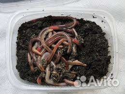 Черви для рыбалки дендробена