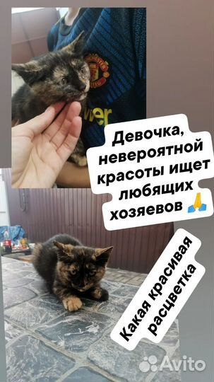 Персидская