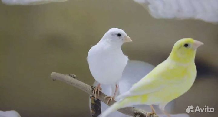 Кенара и канарейки. Певчие птицы