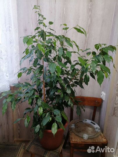 Фикус бенджамина