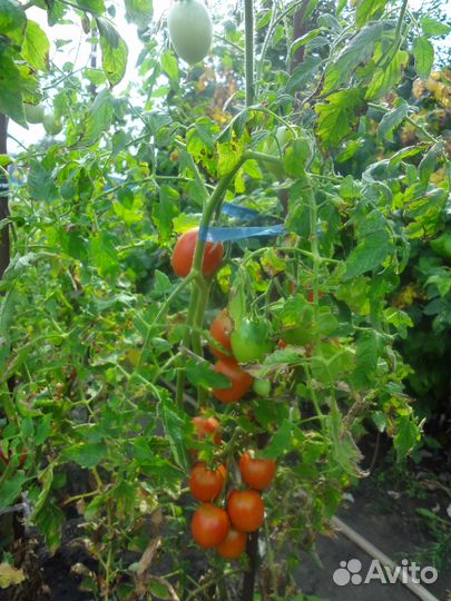 Помидоры