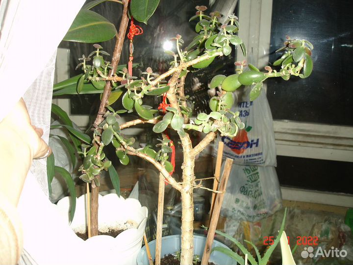 Толстянка-крассула,алоэ,кактус,пальма 