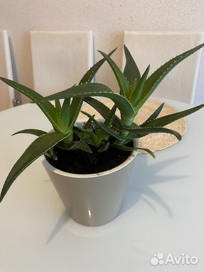 Комнатные цветы алоэ