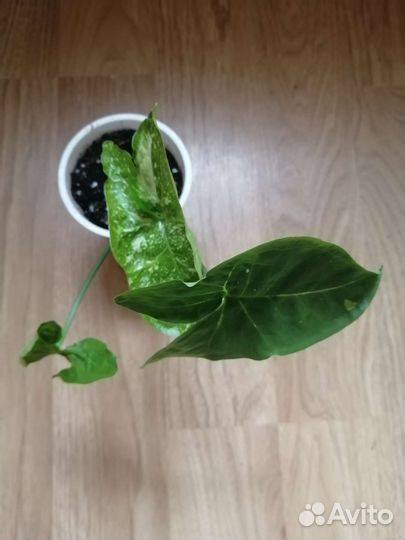 Сингониумы