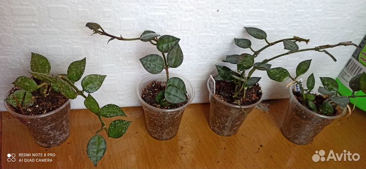 Редкие хойи.Davidcummingii