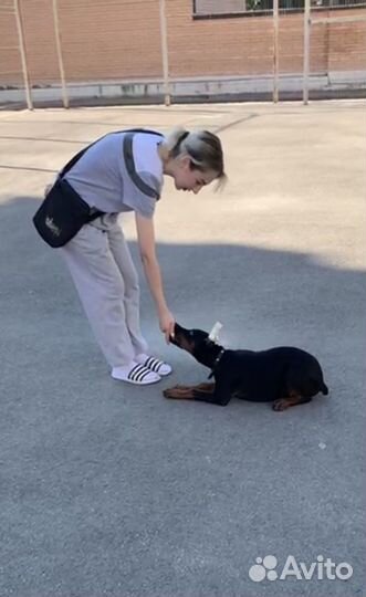 Передержка, Хендлер