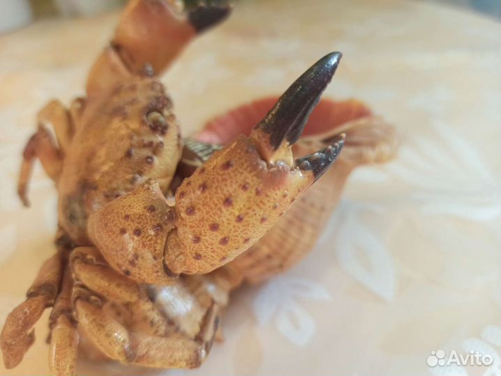 Пепельница из ракушек Крым