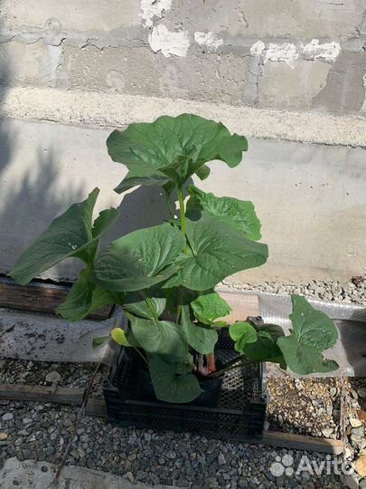 Многолетние садовые растения