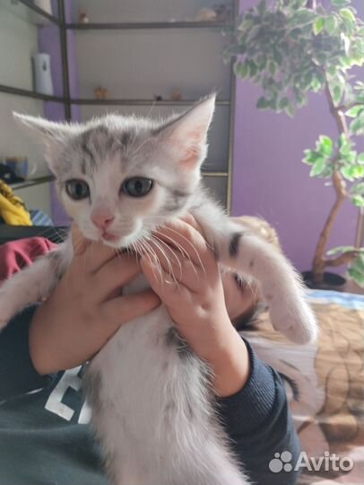 Котенок девочка в добрые руки