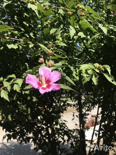 Гибискус сирийский семена