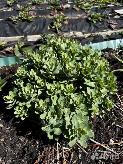 Очиток видный