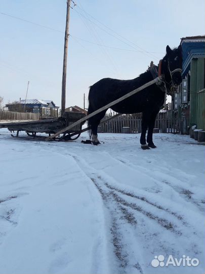 Продам лошадь