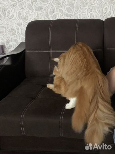 Мейн-кун вязка