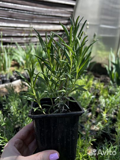 Лаванда саженец зкс