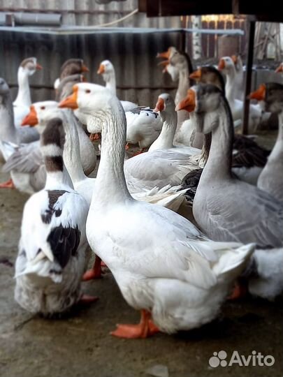 Холмогорские гуси