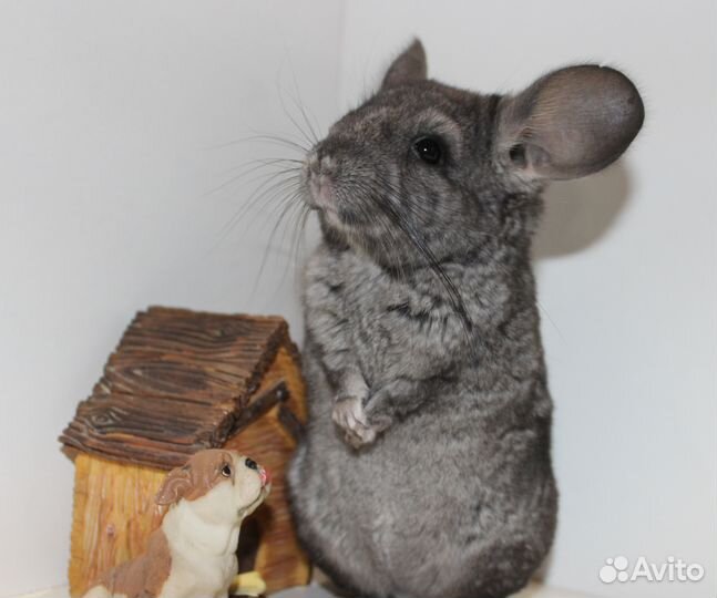 Шиншилла малыши мальчики и девочки