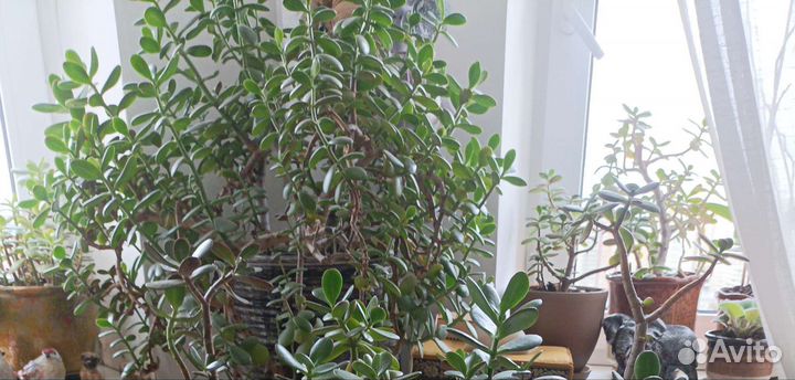 Денежные деревья и ростки