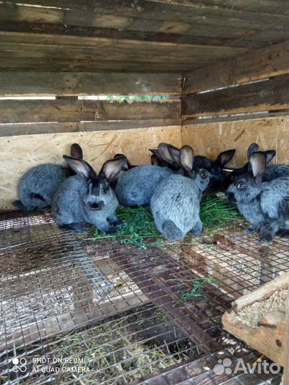 Кролики мясных пород