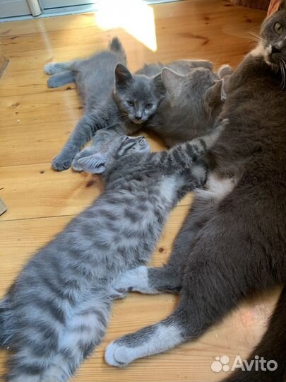 Котята в добрые руки приучены к лотку
