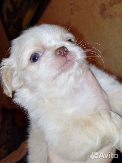 Пекинес мини