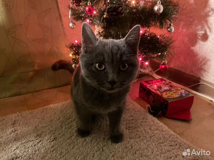 Молодая кошка