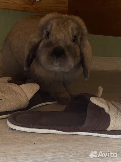 Декоративные кролики