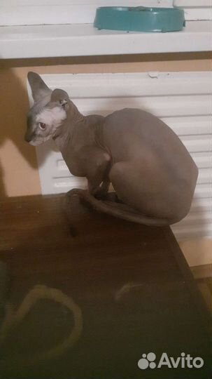 Передержка (профессиональная) кошек, котов, котят