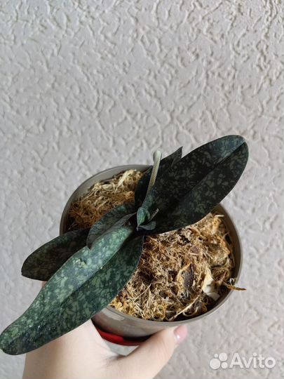 Орхидея пафиопедилум