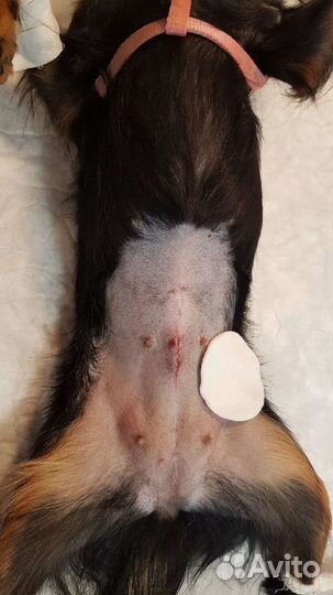 Стерилизация кошек