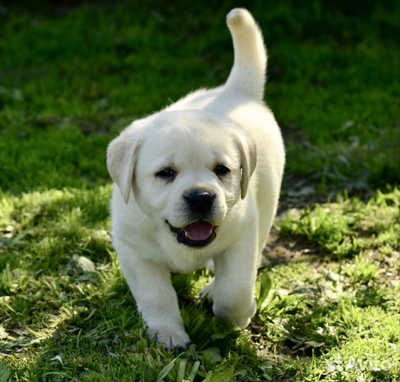 Щенки лабрадора