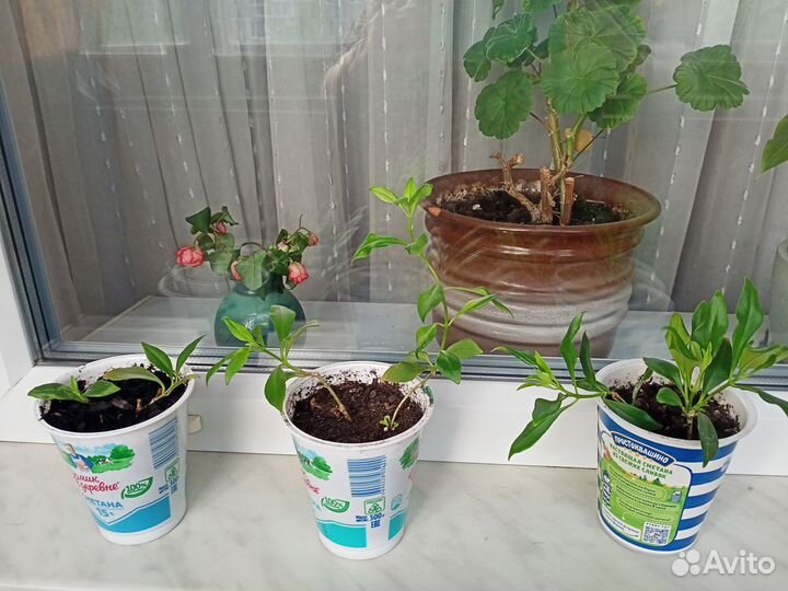 Продам отводки Эсхинантуса