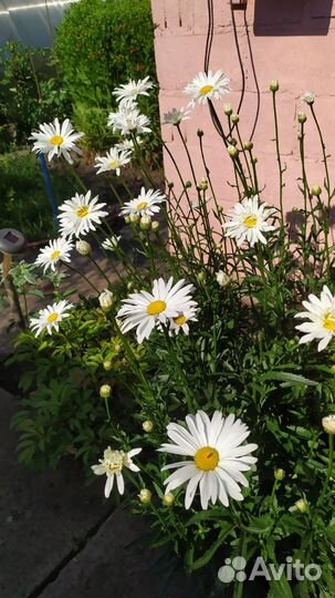 Ромашка многолетняя