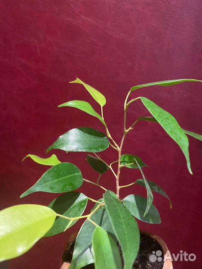 Фикус бенджамина наташа