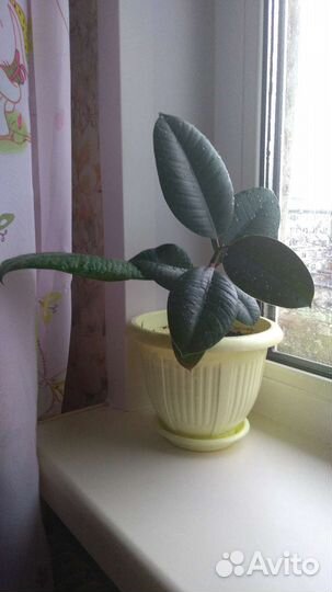 Фикус с горшком