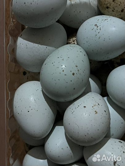 Яйцо перепелиное